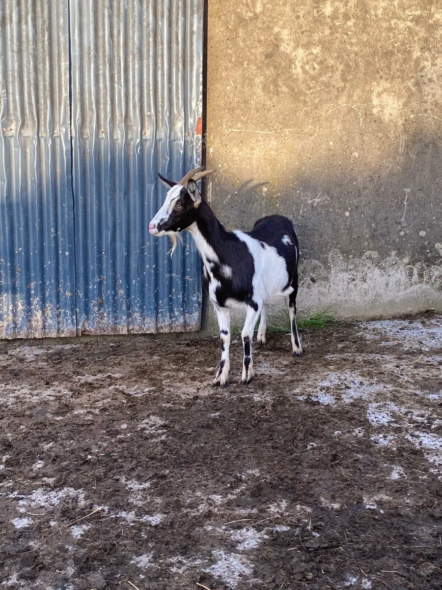 Goats - Image 3