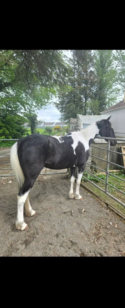 Horse - Image 1
