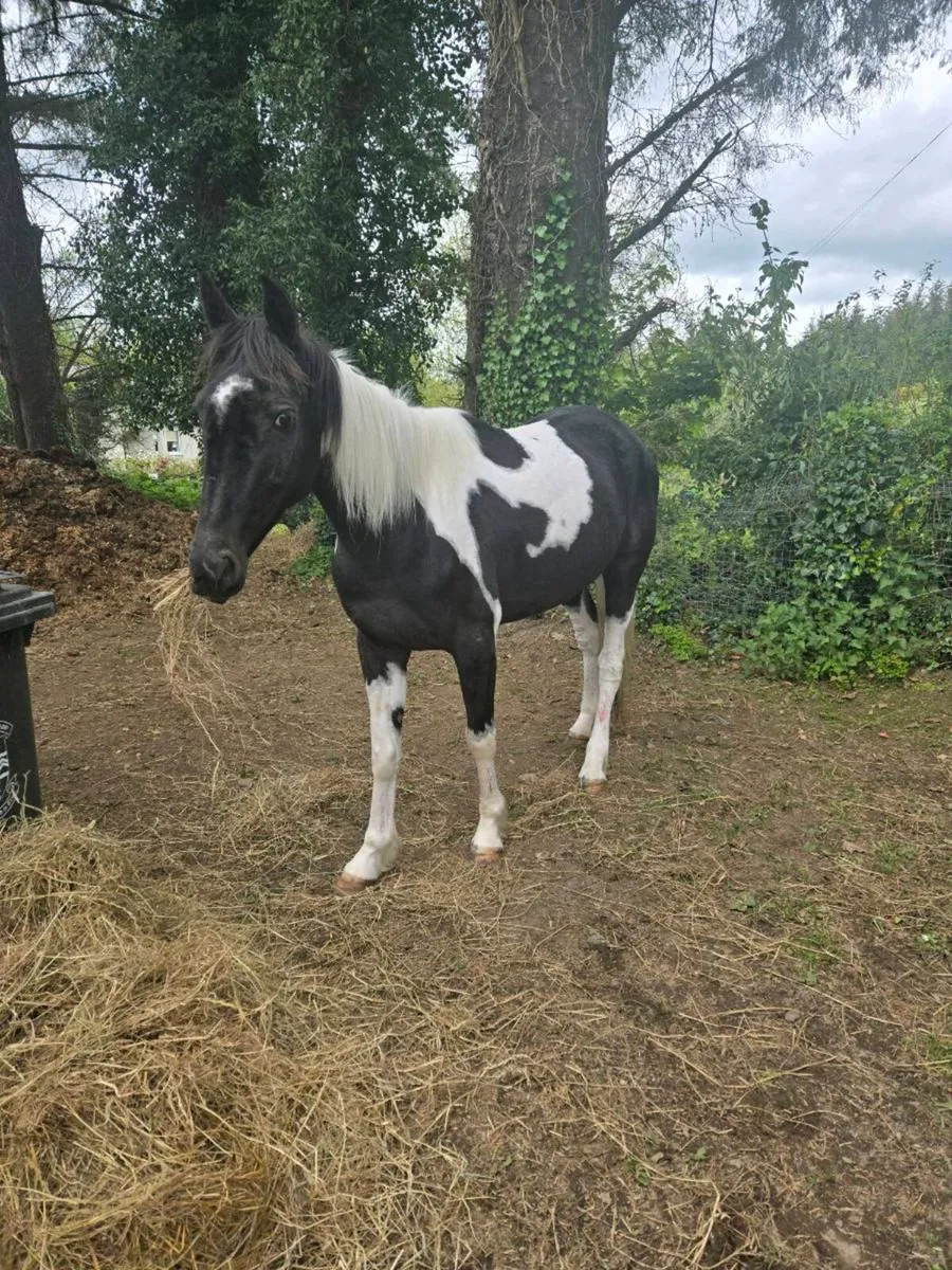 Horse - Image 2