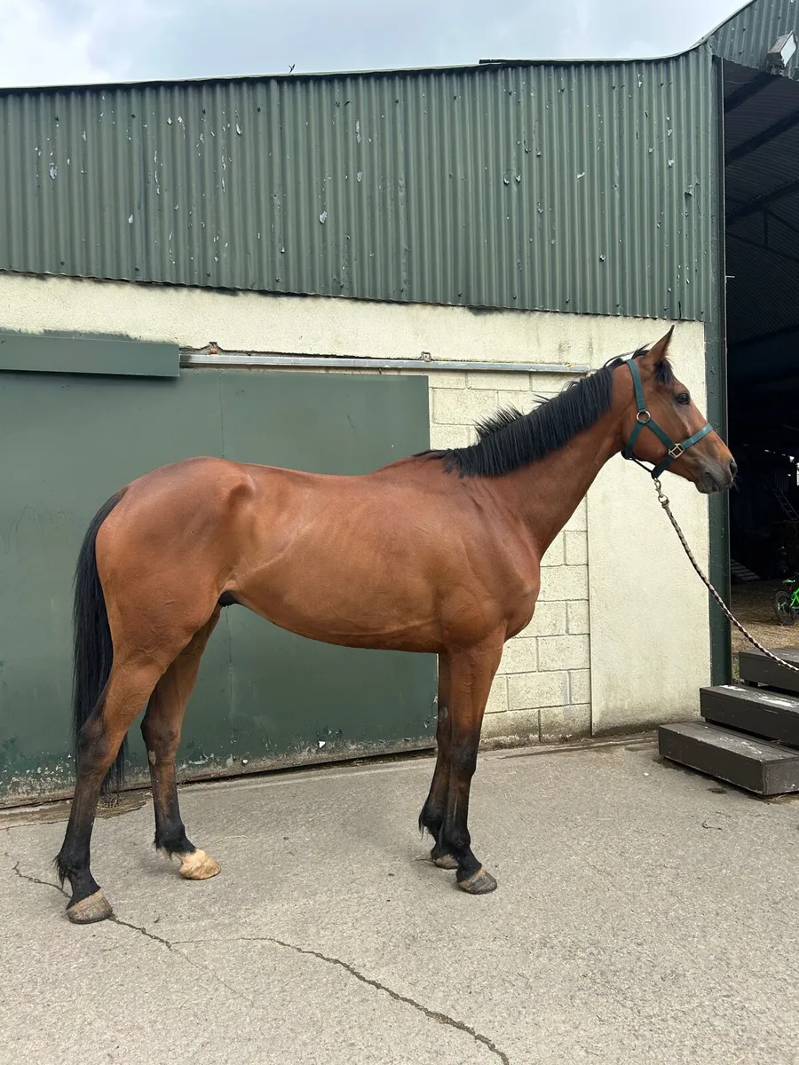 Racehorse - Image 1