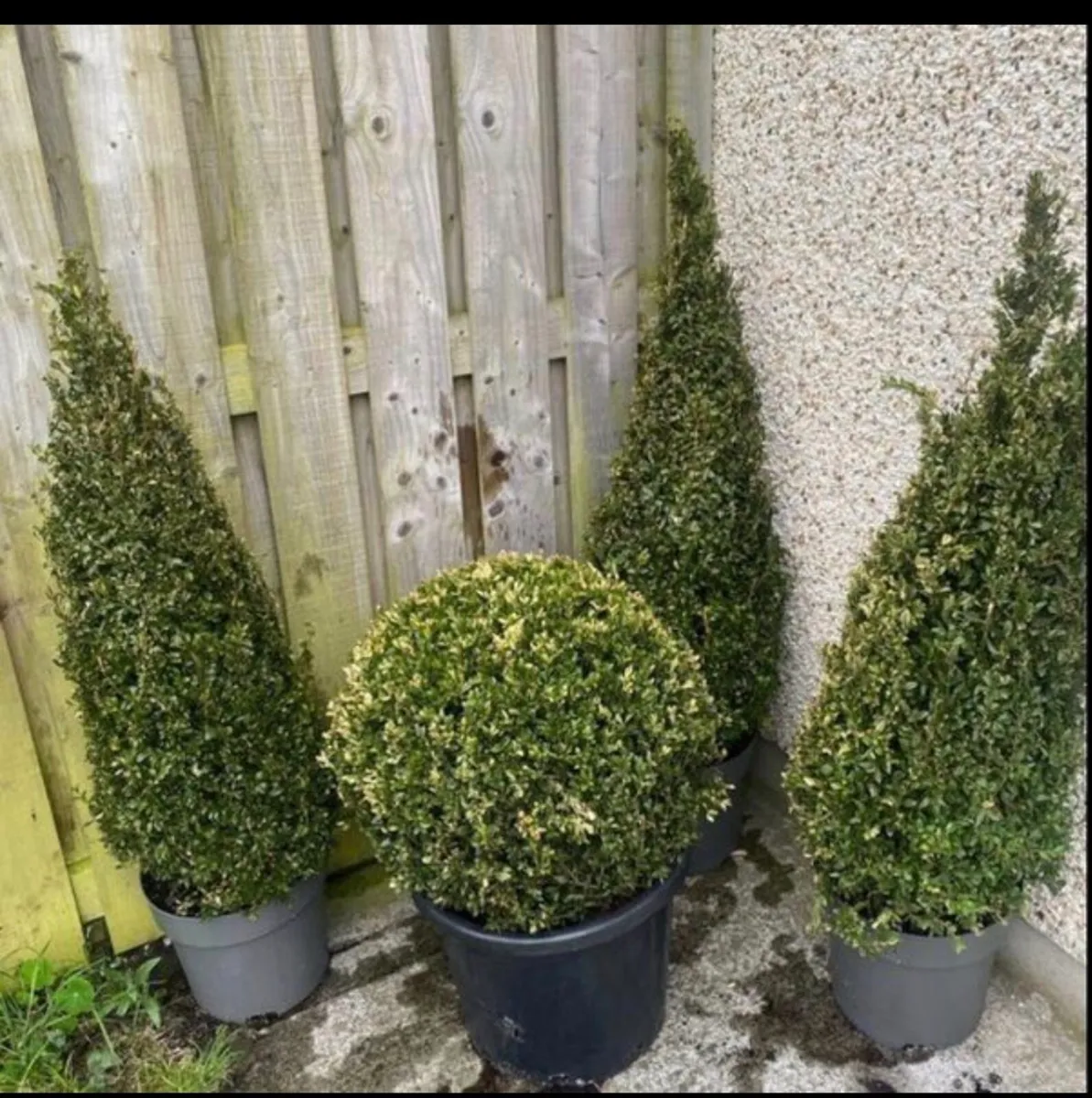 Plants - Image 1