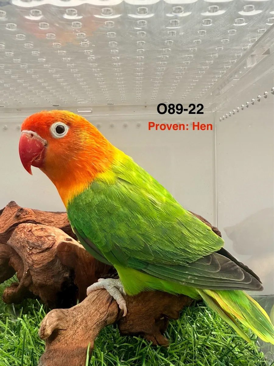 Fischer Lovebirds for new home - Image 4