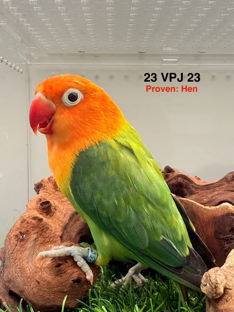 Fischer Lovebirds for new home - Image 3