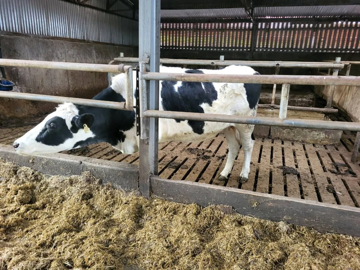 friesin incalf hiefer - Image 1