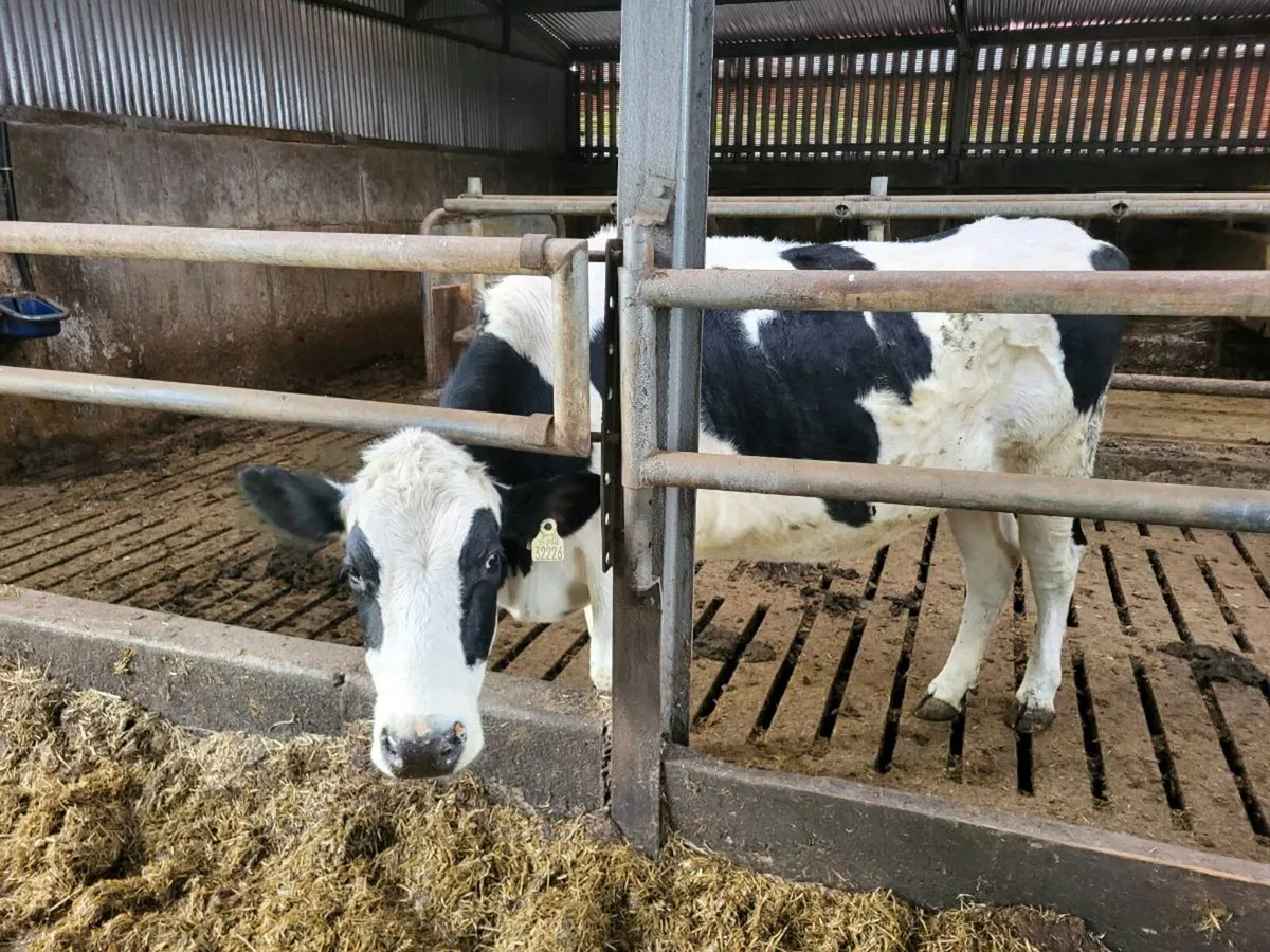 friesin incalf hiefer - Image 2