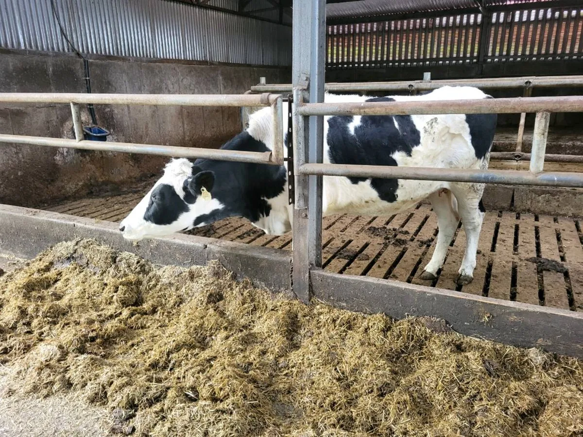 friesin incalf hiefer - Image 4