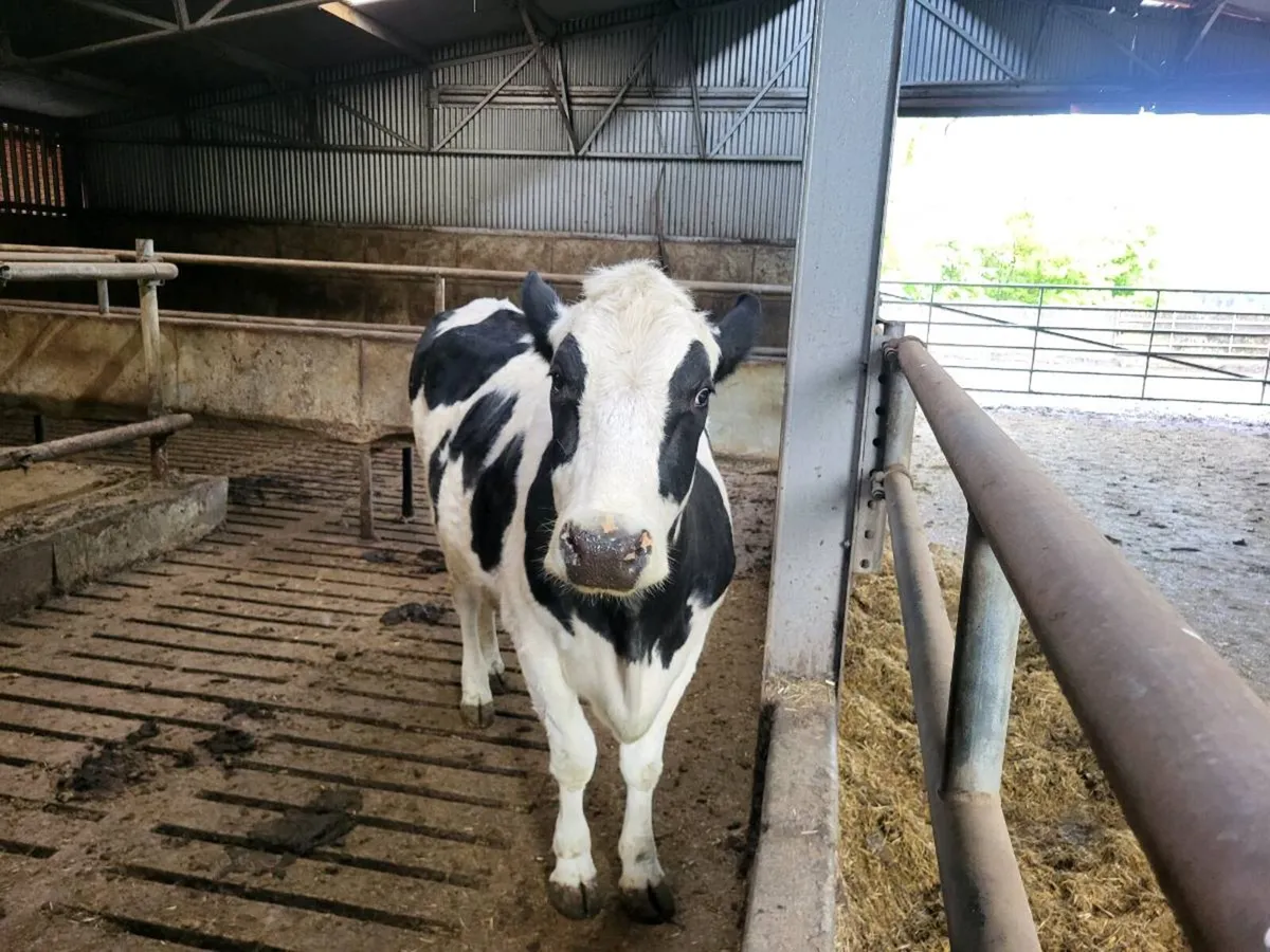 friesin incalf hiefer - Image 3
