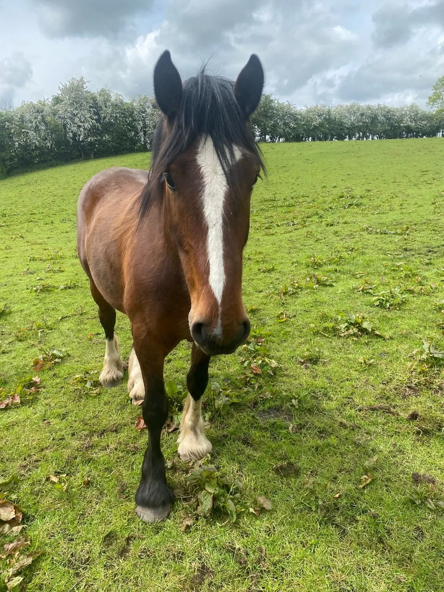 Smashing cob gelding - Image 1