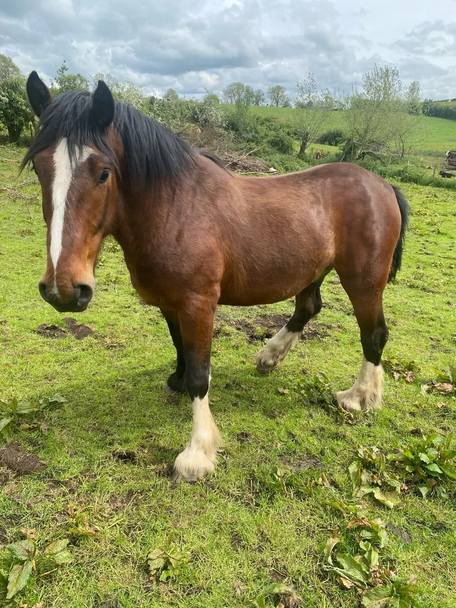 Smashing cob gelding - Image 2