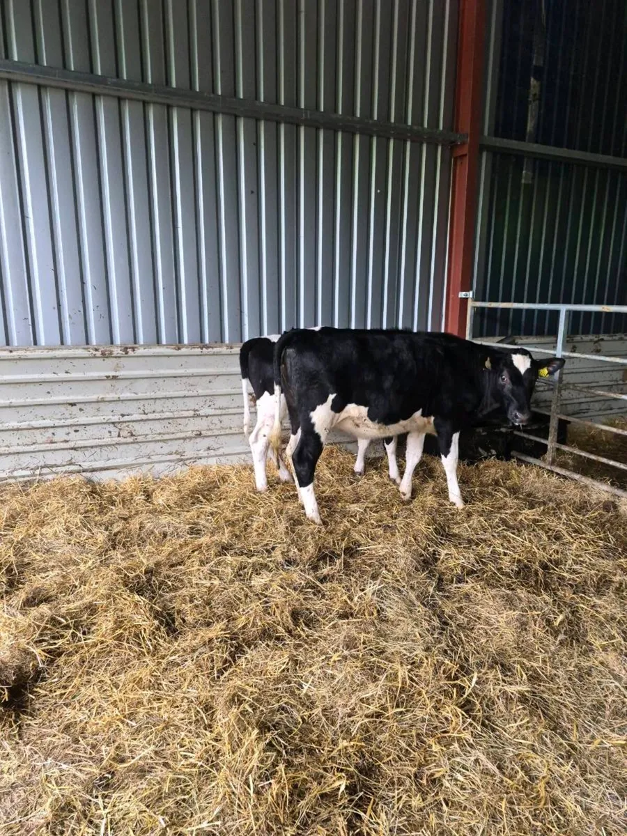 Br freisan heifers - Image 2