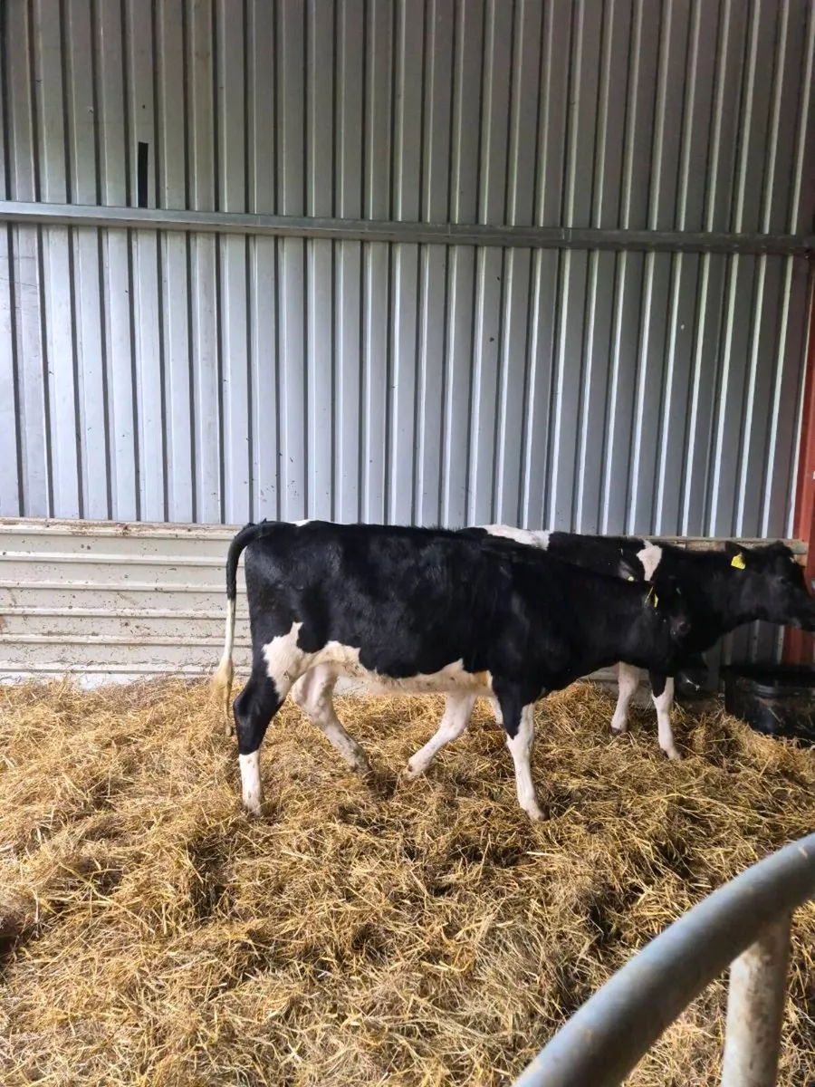 Br freisan heifers - Image 1
