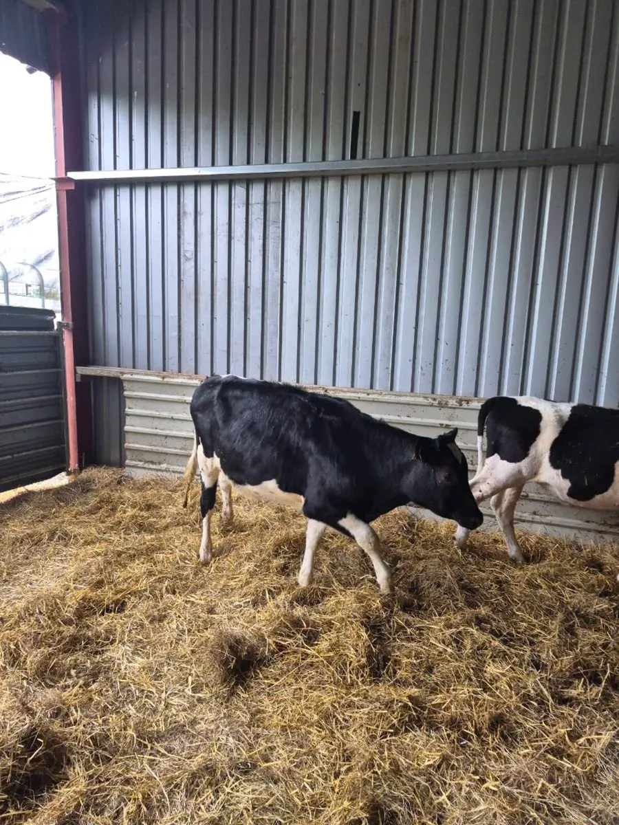 Br freisan heifers - Image 3