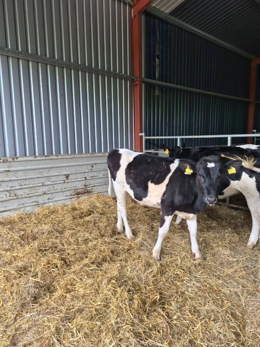 Br freisan heifers - Image 4