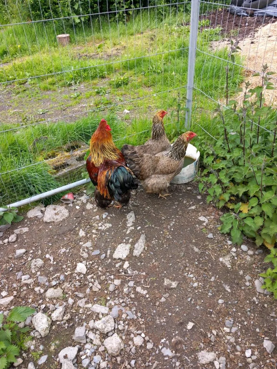 Poultry and Hatching Eggs........ - Image 1
