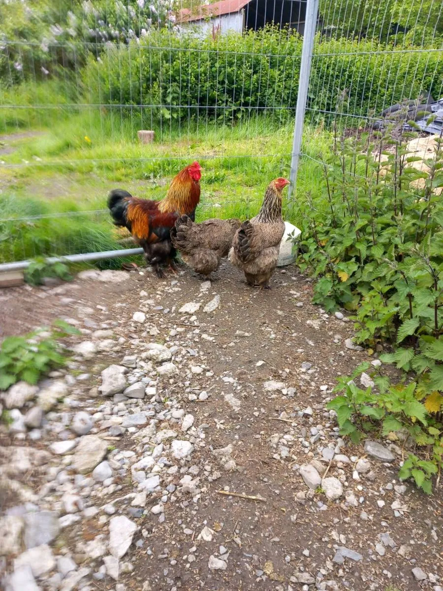 Poultry and Hatching Eggs........ - Image 2