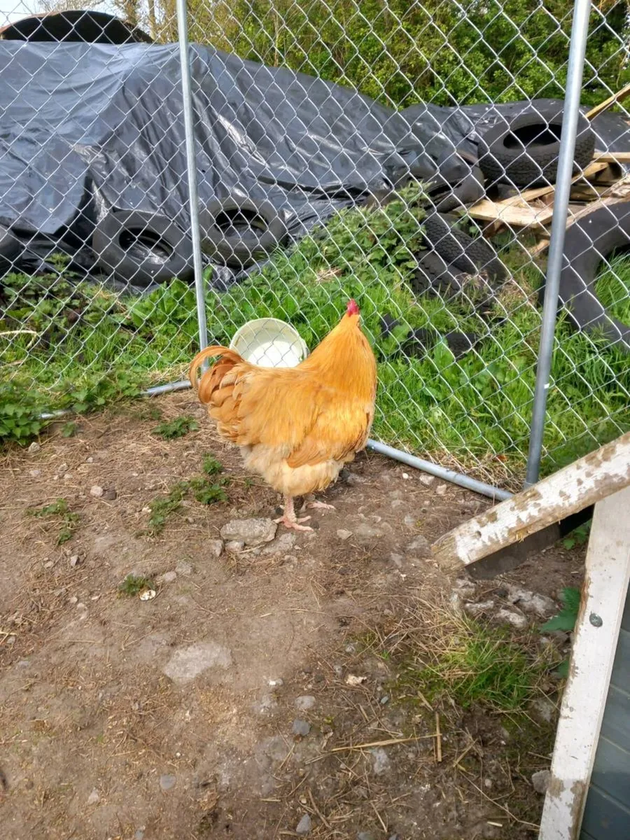 Poultry and Hatching Eggs........ - Image 4
