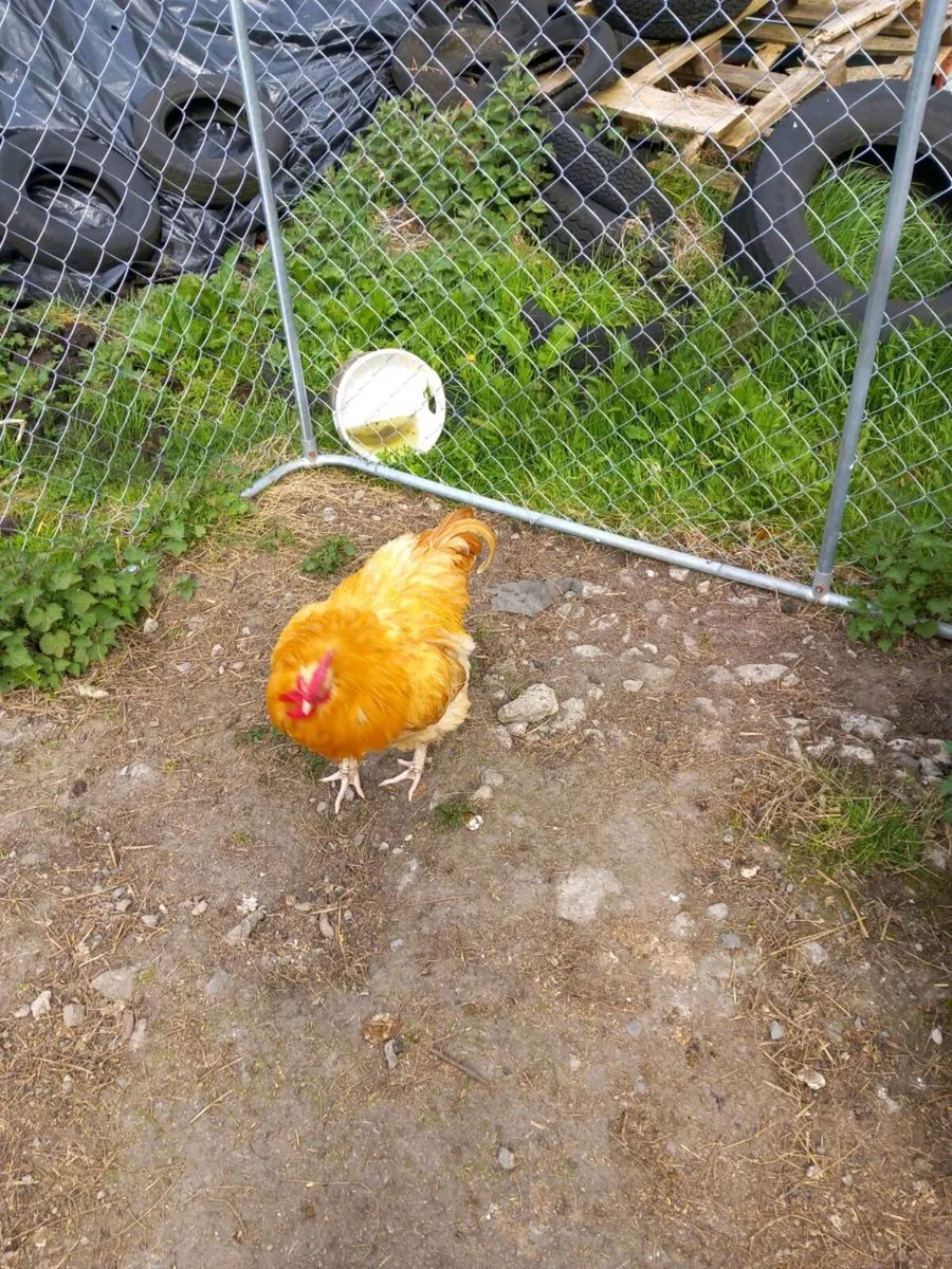 Poultry and Hatching Eggs........ - Image 3