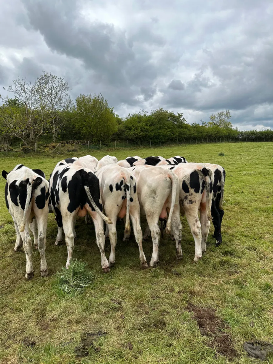 Friesian bullocks - Image 4