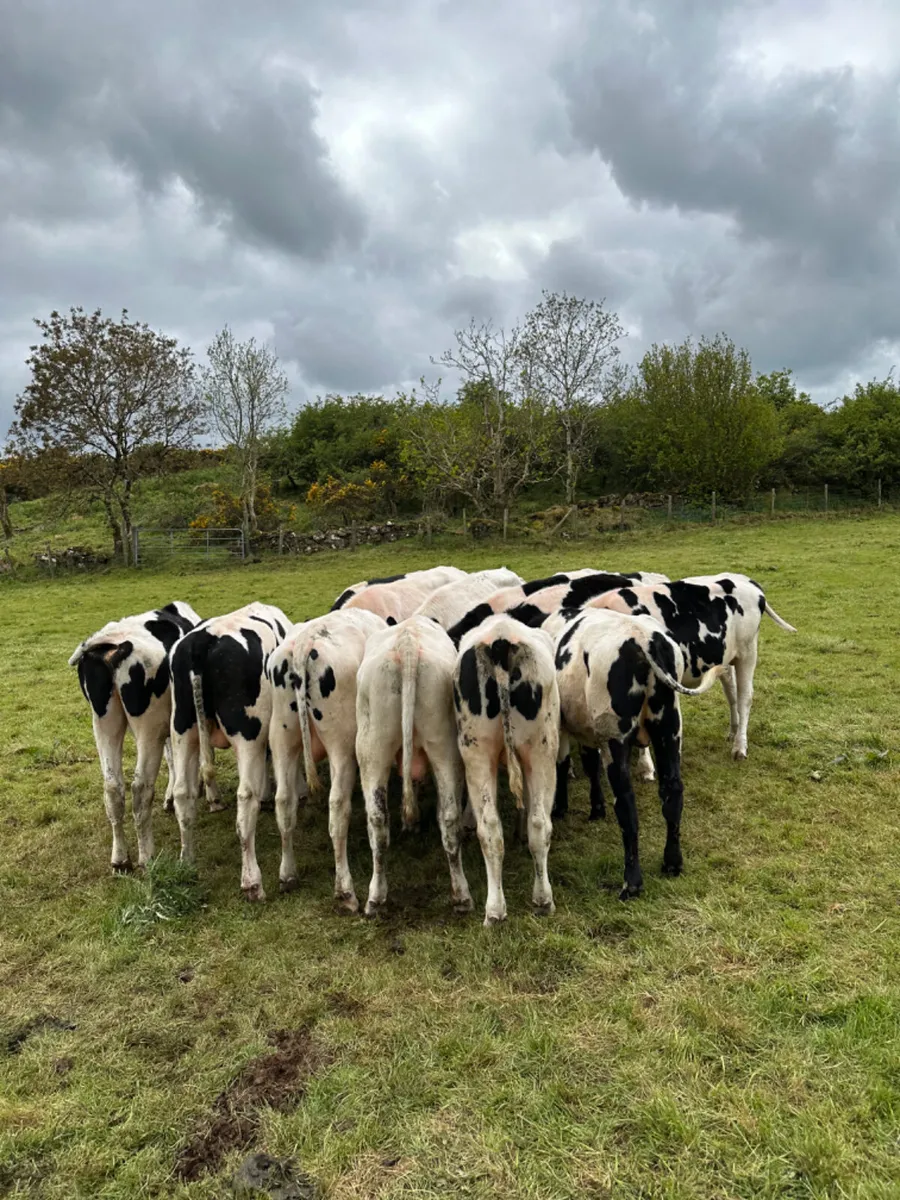 Friesian bullocks - Image 3