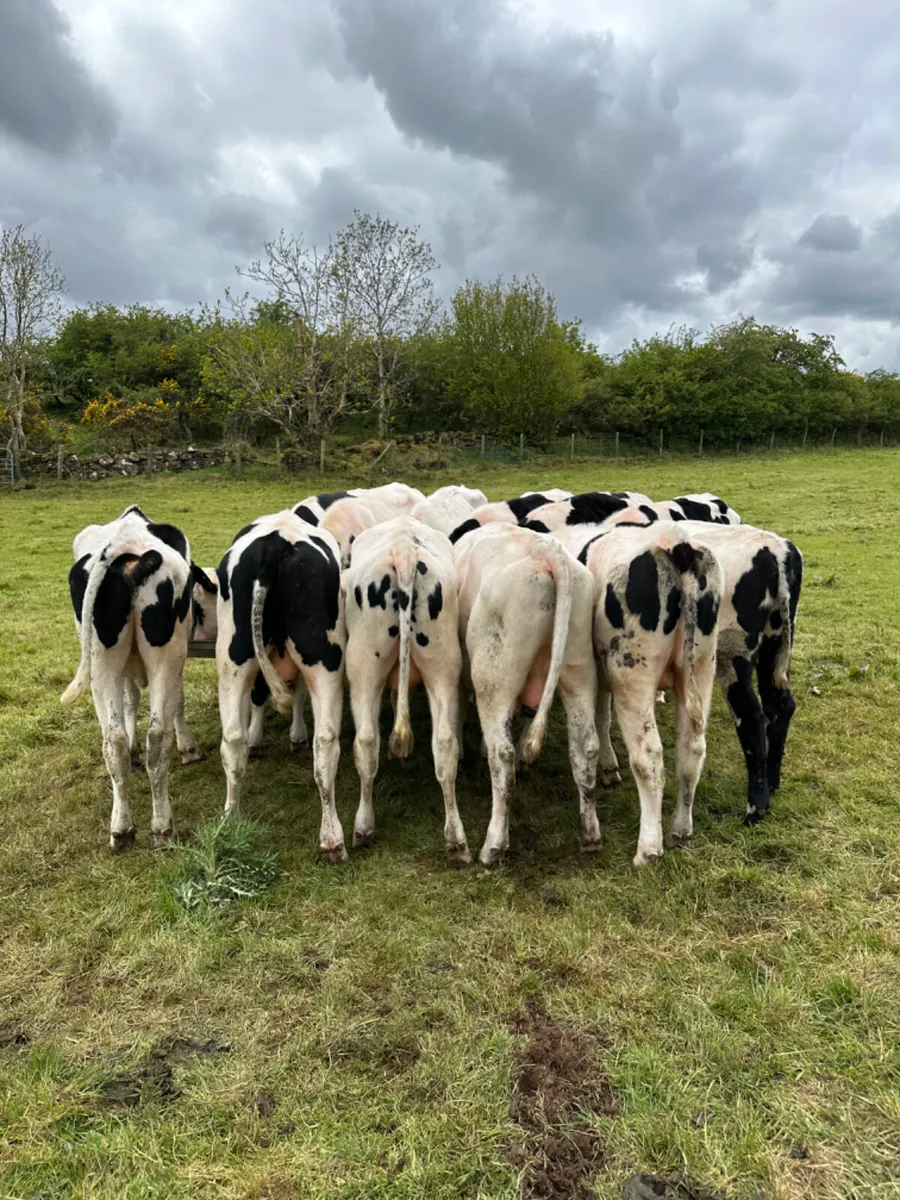 Friesian bullocks - Image 2
