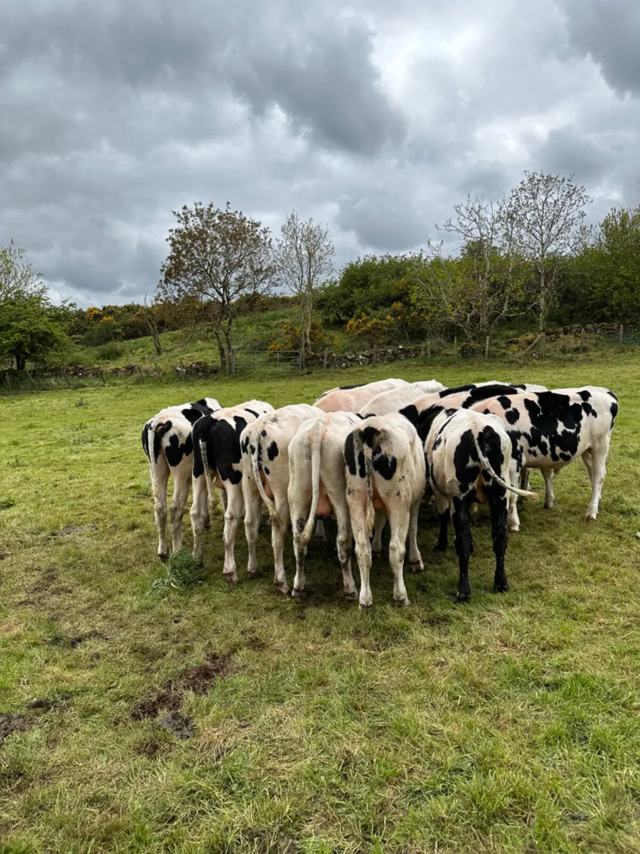 Friesian bullocks - Image 1