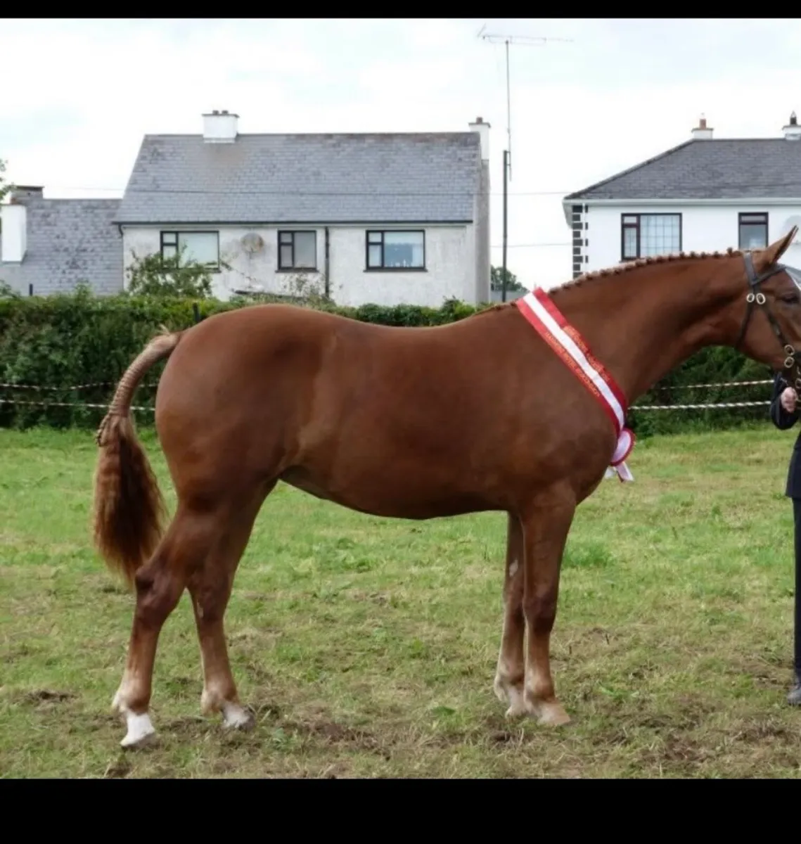 Class 1 Irish Draught Mare - Image 2