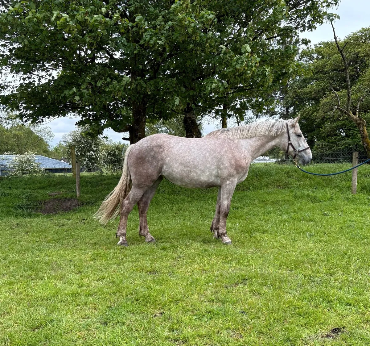 Class 1 Irish Draught Mare - Image 1