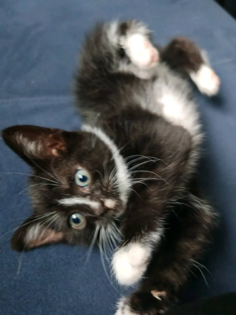 Kittens - Image 1