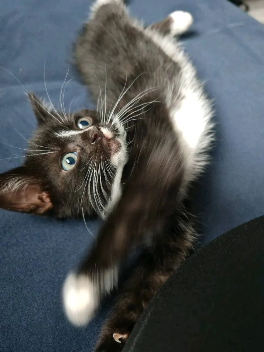 Kittens - Image 4