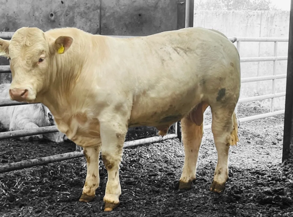 Pedigree Charolais bull - Image 1