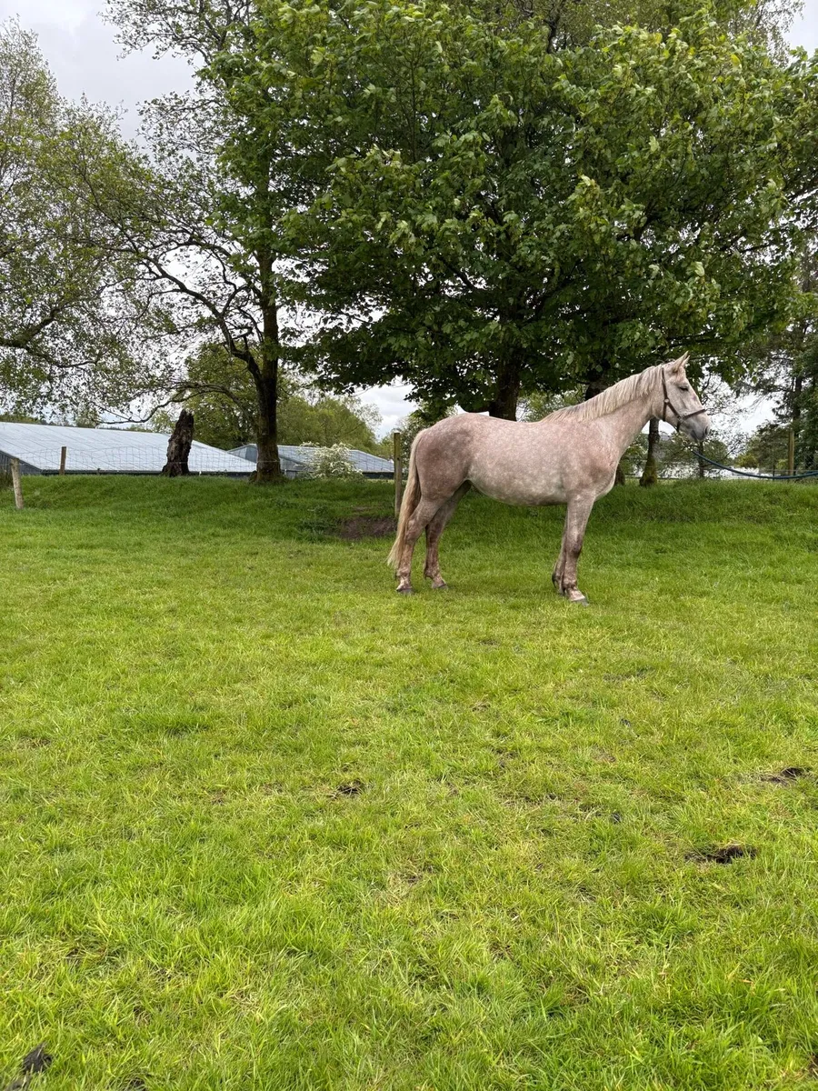 Class 1 Irish Draught Mare - Image 3