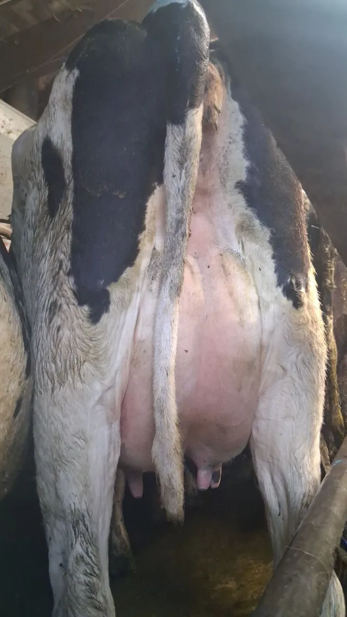 Milking cows - Image 1