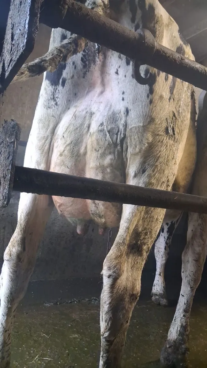Milking cows - Image 2
