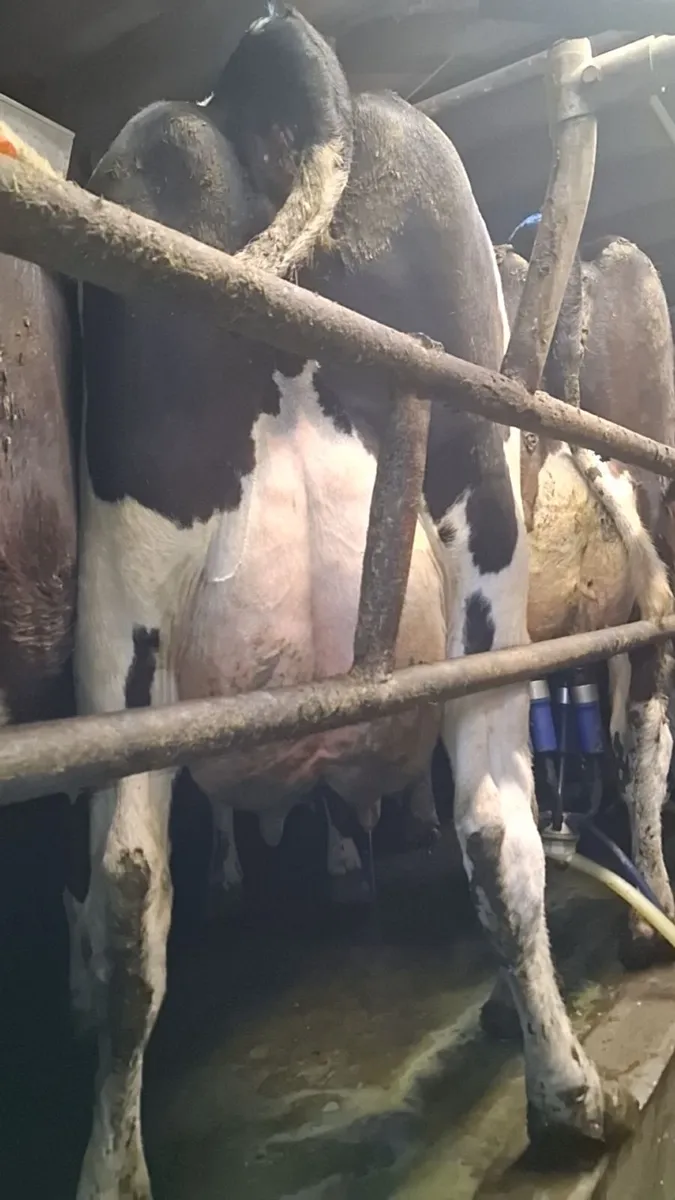 Milking cows - Image 3