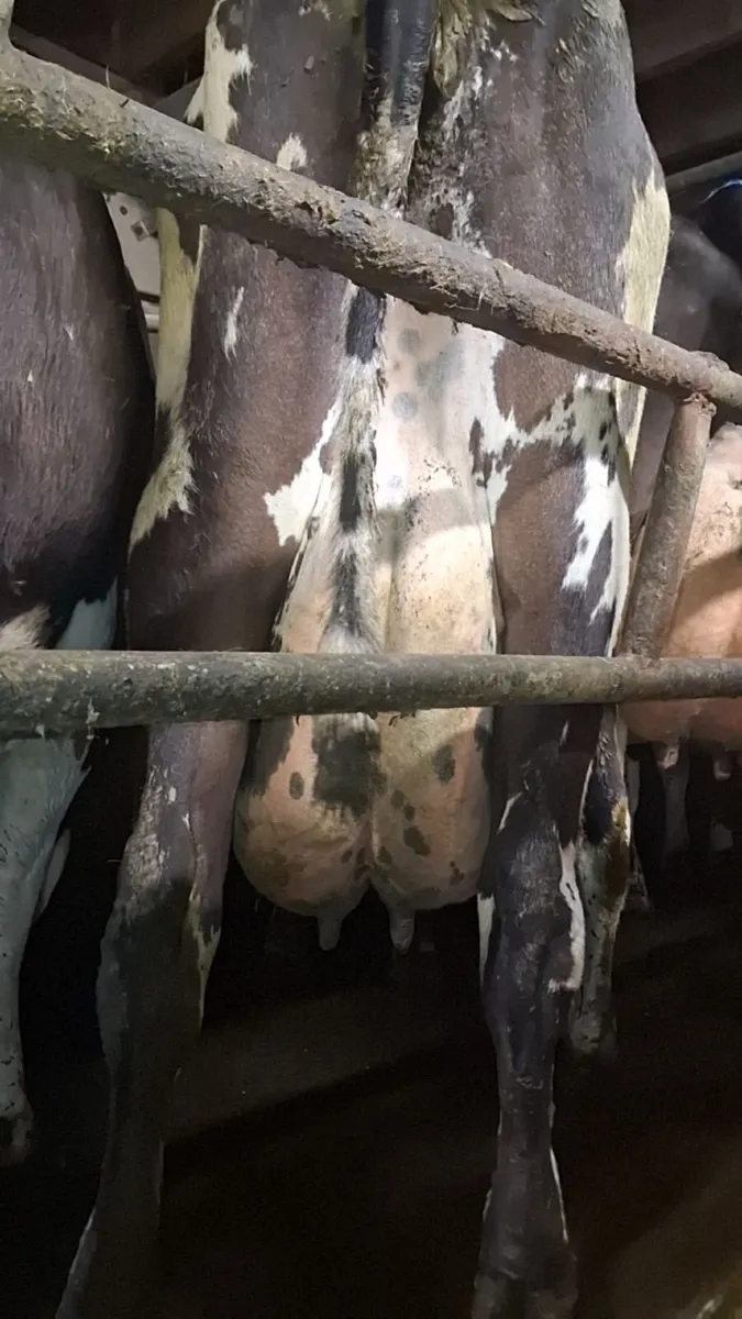 Milking cows - Image 4