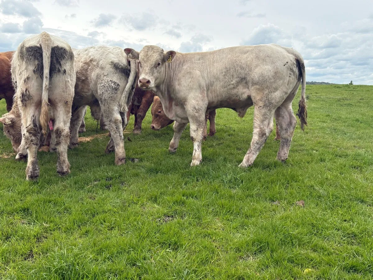 25 smashing store bullocks - Image 4