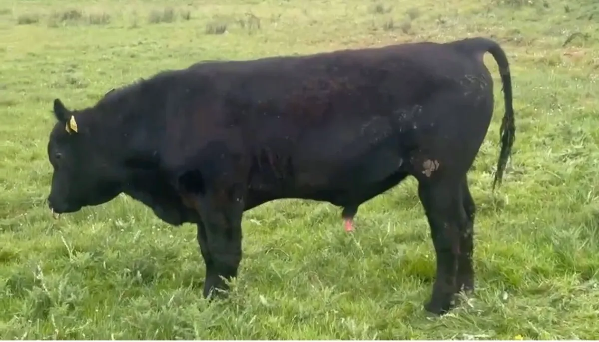 Pedigree Angus bulls - Image 4