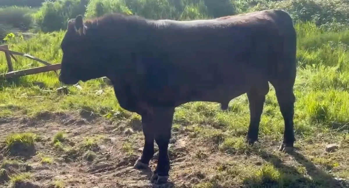 Pedigree Angus bulls - Image 1