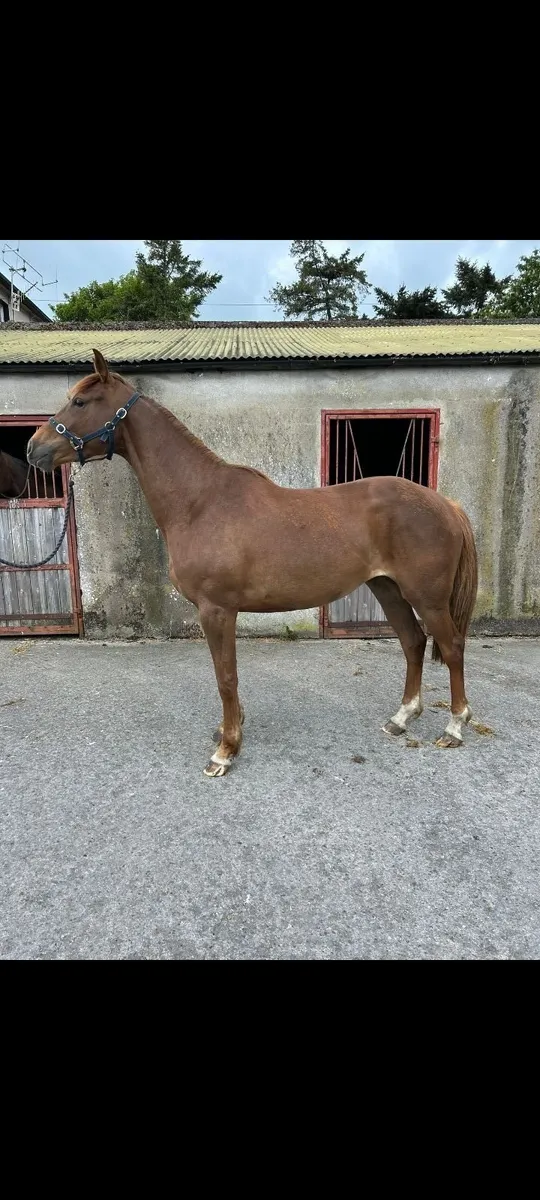 3yo filly - Image 1