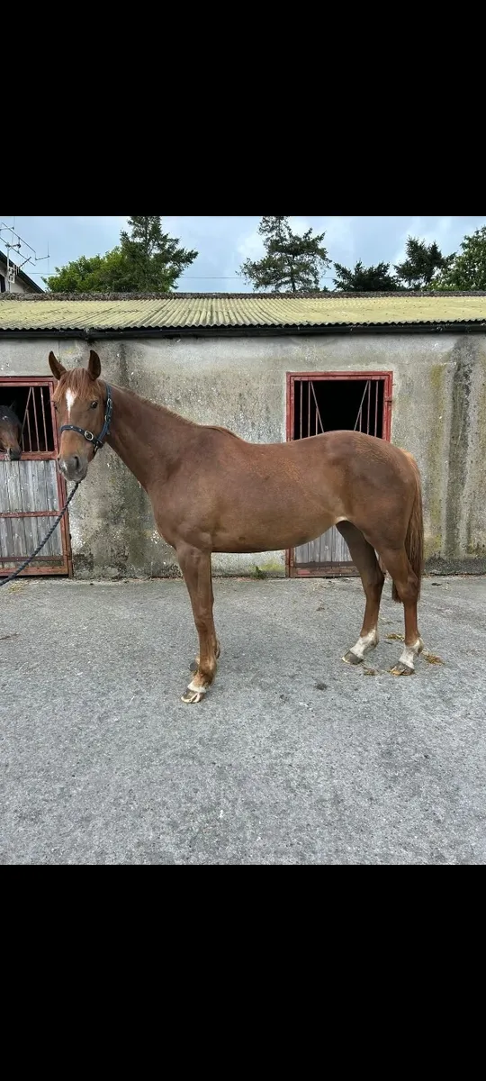 3yo filly - Image 2