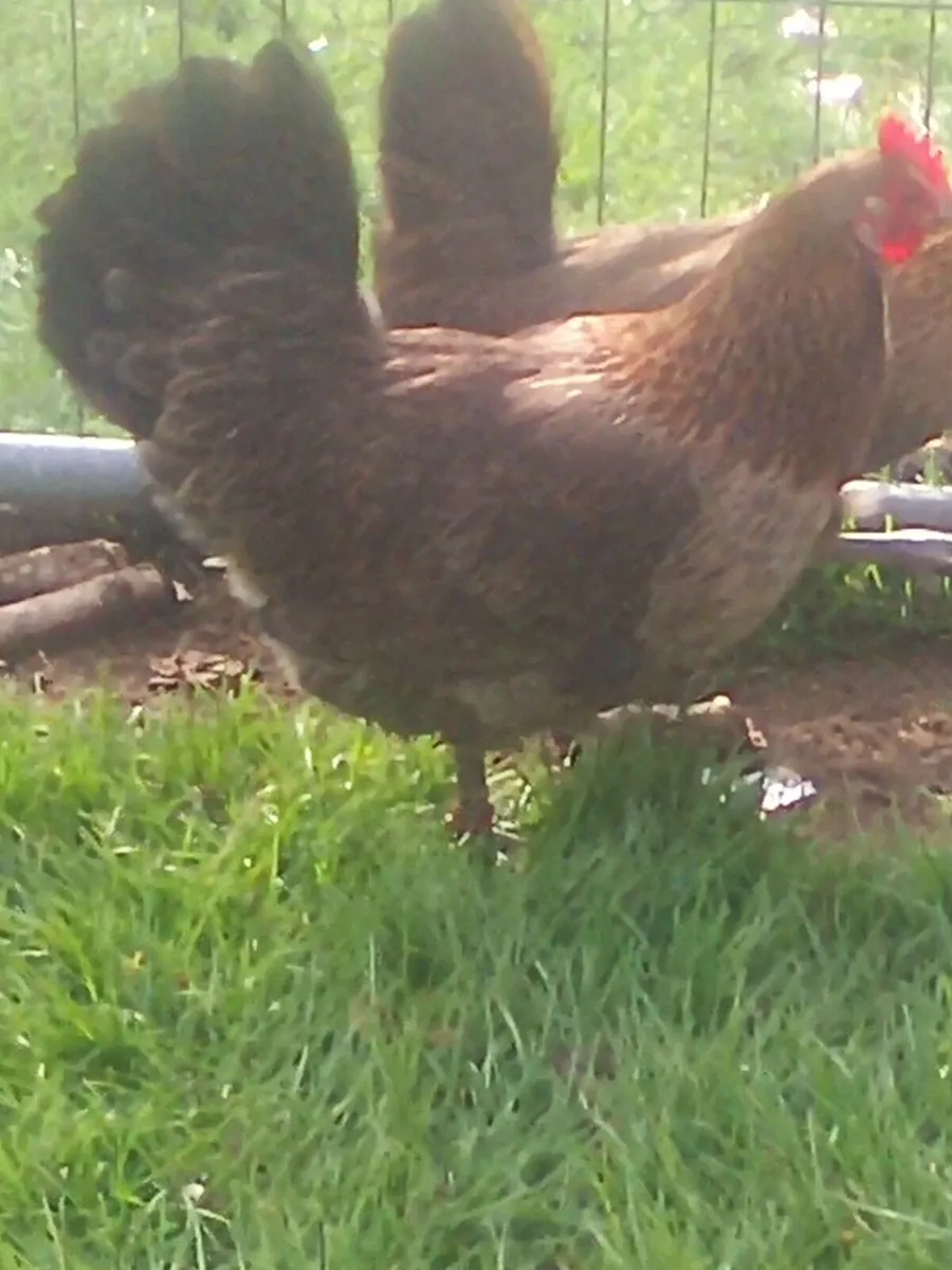 Poultry - Image 1