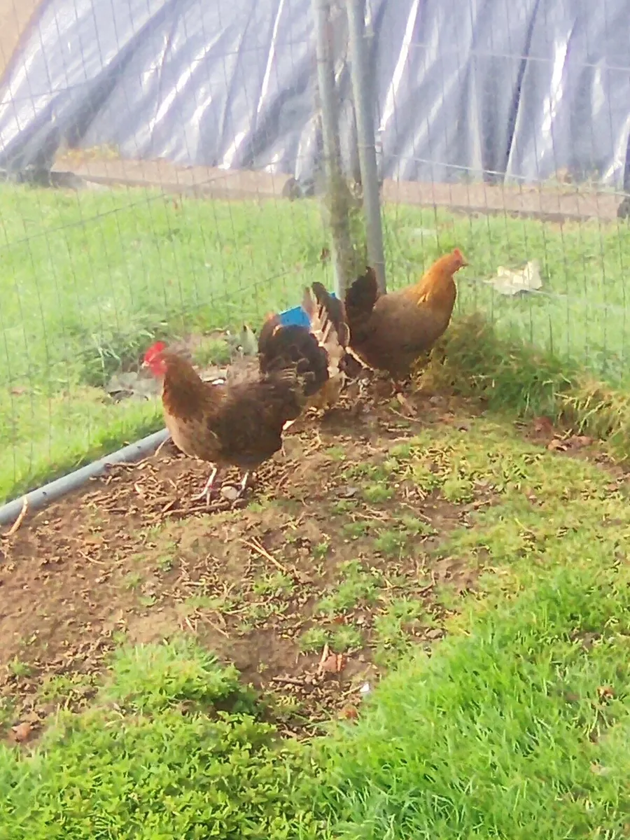 Poultry - Image 2