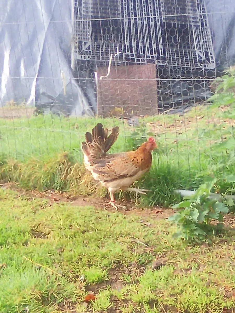 Poultry - Image 3
