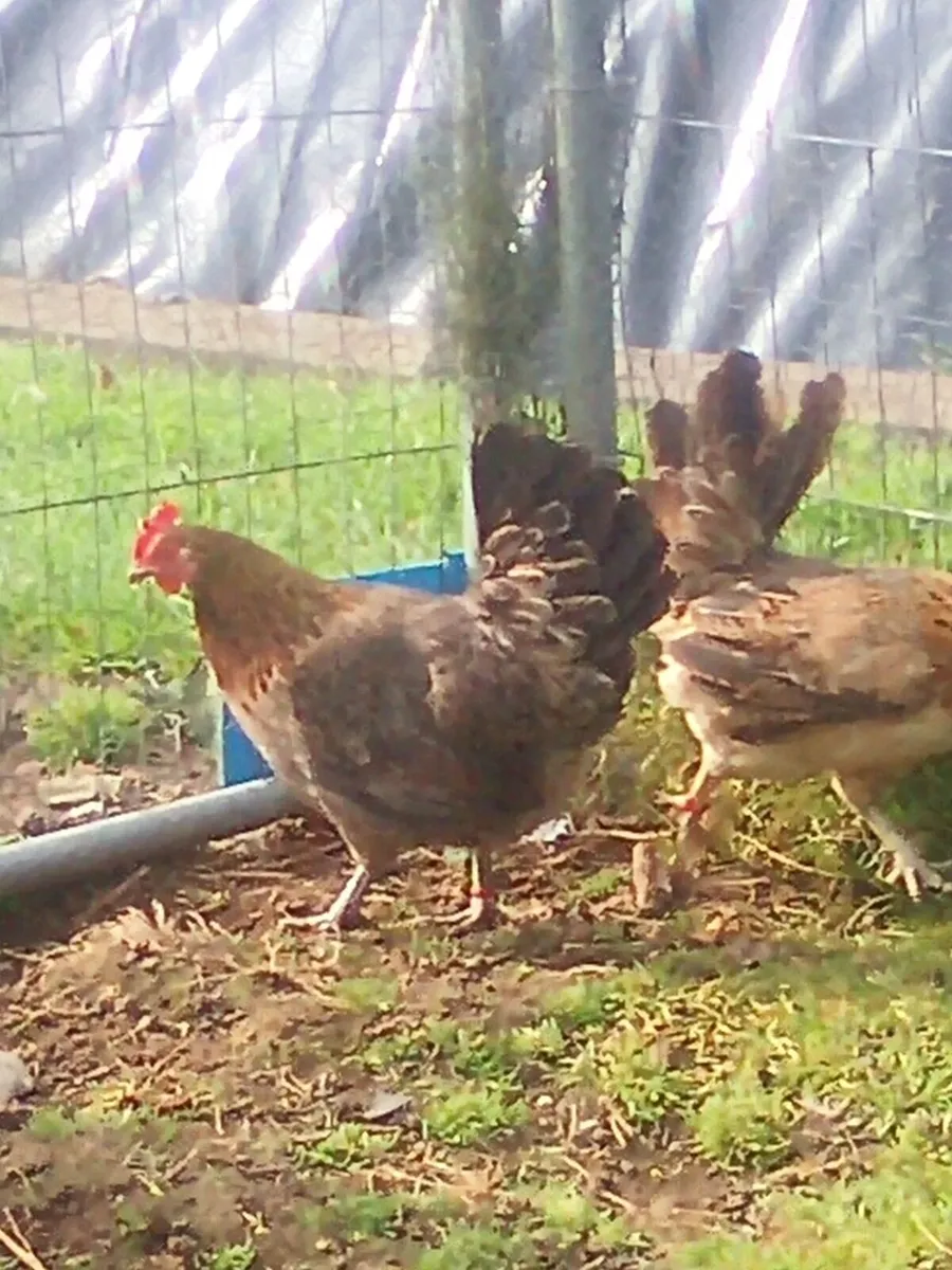 Poultry - Image 4