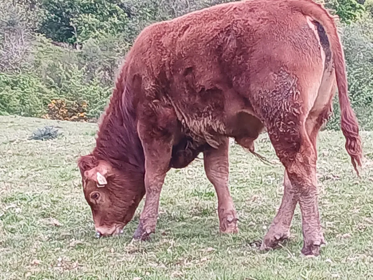 Two Weanlings for sale - Image 3
