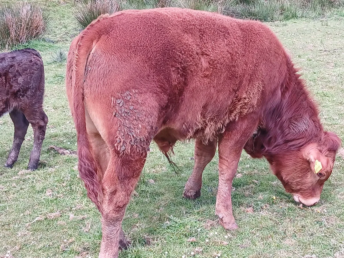 Two Weanlings for sale - Image 4