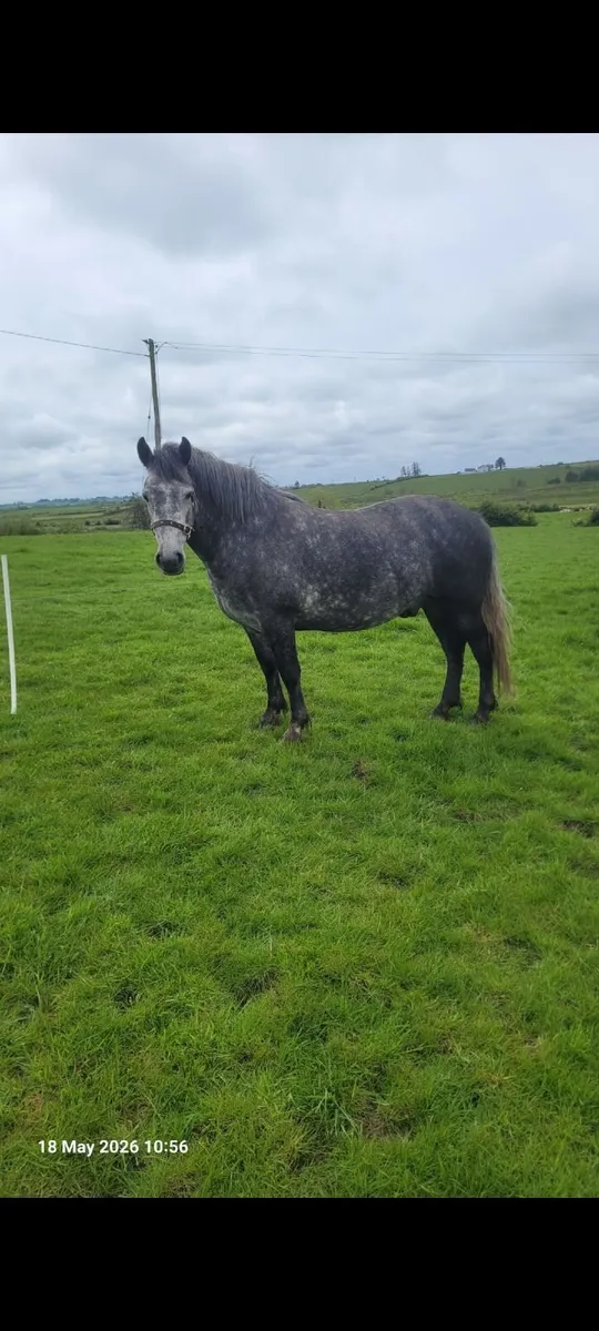 Horses - Image 1