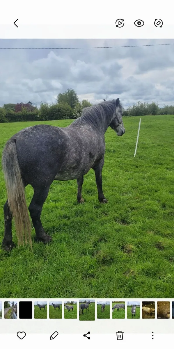 Horses - Image 2