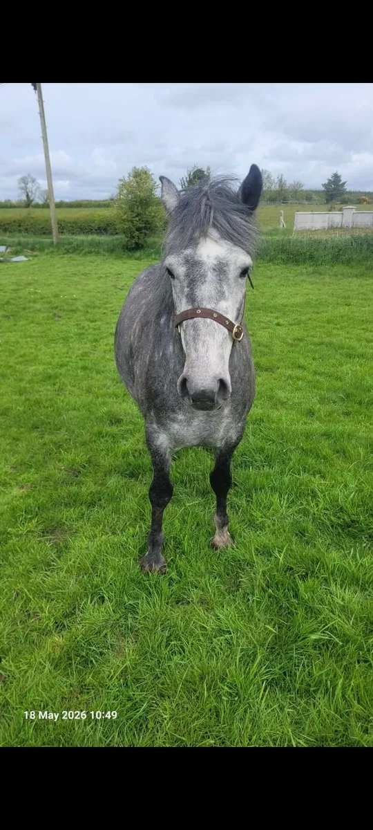 Horses - Image 3