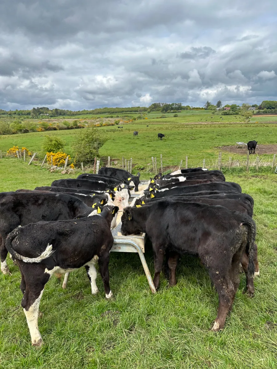 Hereford and Angus bulls - Image 2